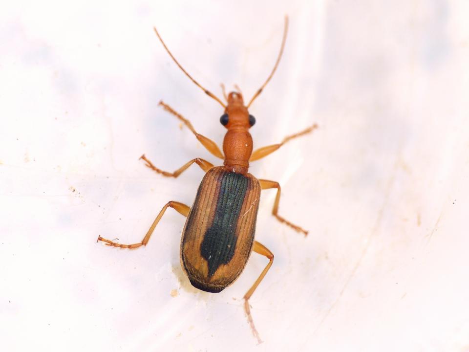 Carabidae: quale Drypta? Drypta (Deserida) distincta